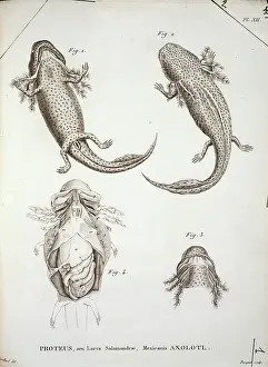 Herpetology: Proteus illustration