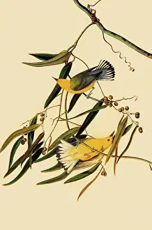 Warblers: Prothonotary Warblers