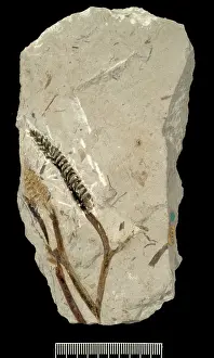 Kenrick: Protobarinophyton obrutschevii
