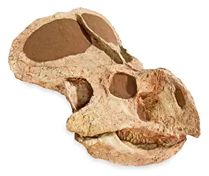 Ceratopia: Protocaratops skull from Mongolia