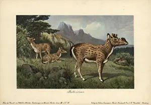 Tiere: Protoceras, extinct genus of Artiodactyla