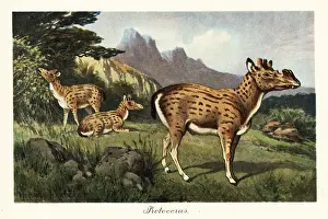 Tiere Der Urwelt: Protoceras, extinct genus of Artiodactyla