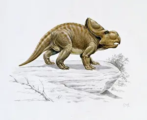 Ceratopia: Protoceratops