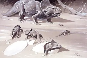 Neave: Protoceratops