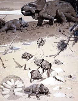 Neave: Protoceratops