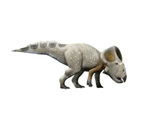 Protoceratops: Protoceratops dinosaur