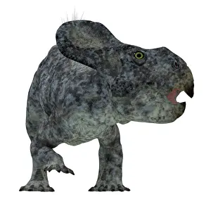 Andrewsi: Protoceratops dinosaur