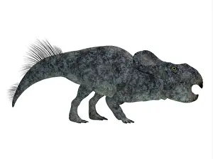 Andrewsi: Protoceratops dinosaur on white background