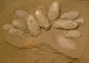 Ceratopia: Protoceratops eggs