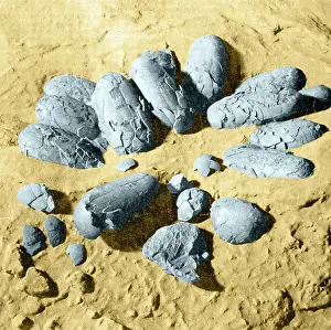 Extinction: Protoceratops Eggs, Cretaceous Dinosaur