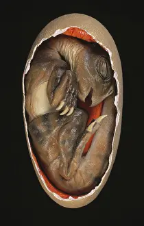 Ceratopia: Protoceratops embryo