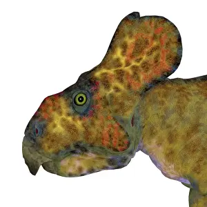 Ceratopsian: Protoceratops male dinosaur head