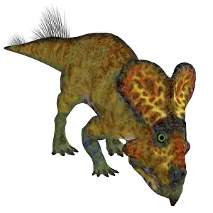 Ceratopsian: Protoceratops male dinosaur, front view