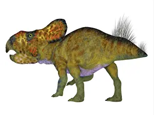 Ceratopsian: Protoceratops male dinosaur, white background