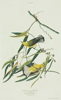 Parulidae: Protonotaria citrea, prothonotary warbler