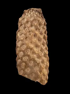 Pteridophyta: Protopteris