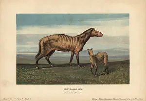 Tiere: Protorohippus or orohippus, extinct ancestor