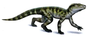 Acrylic: Protosuchus, an early Jurassic crocodylomorph