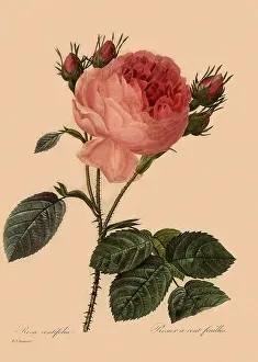Centifolia: Provence Rose