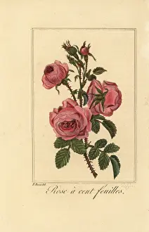 Tulipe: Provence rose or cabbage rose, Rose a cent feuilles