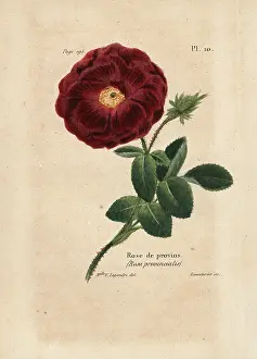 Provins: Provence rose, Rosa provincialis