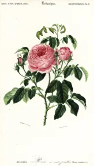Louis Joseph Edouard Maubert: Provence rose, Rosa x centifolia