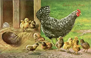Hatched: Proverbs - Counting Chicks