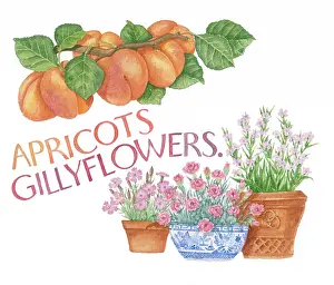 Sayings: Proverbs and Sayings
