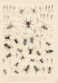 Arachnology: Prowling, jumping and ladybird spiders