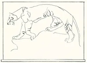 Bared: Prowling Tiger