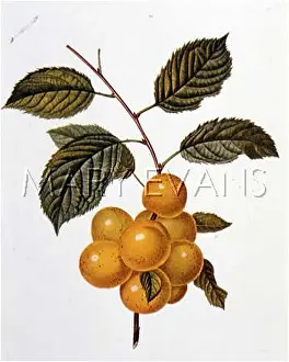 Prune: PRUNE DE BRIANCON PLUM