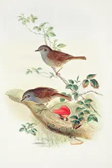 Prunella: Prunella modularis, dunnock