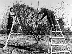 Pruning: PRUNING AN APPLE TREE