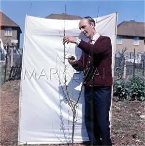 Pruning: PRUNING A PEACH TREE