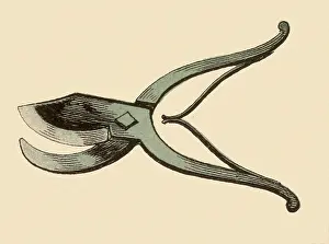 Shears: Pruning Shears