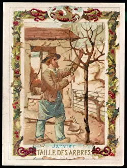 Prunes: PRUNING A TREE