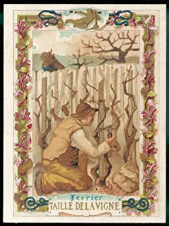 Prunes: PRUNING VINES
