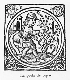 1511: Pruning Vines Spain 1511
