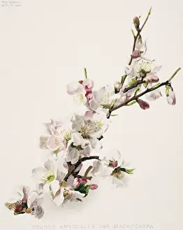 Almond: Prunus amygdalus, almond