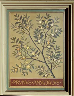 Almond: Prunus amygdalus, almond
