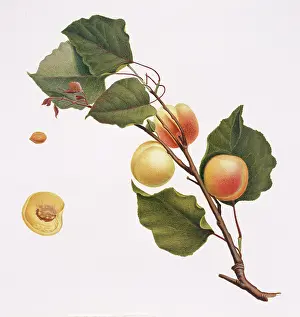 Apricot: Prunus armeniaca, apricot