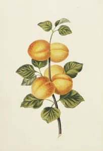 Apricot: Prunus armeniaca, apricot tree
