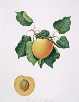 Juicy: Prunus armenicaca, apricot