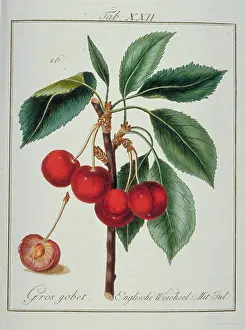 Amygdaleae: Prunus avium, cherry