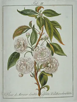 Avium: Prunus avium, double wild cherry flower