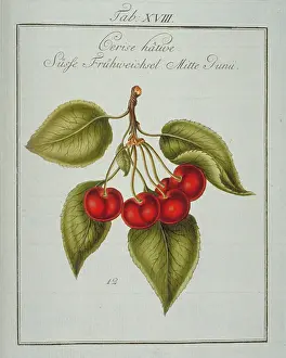 Avium: Prunus avium, early cherry