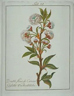 Avium: Prunus avium, flower of cherry tree