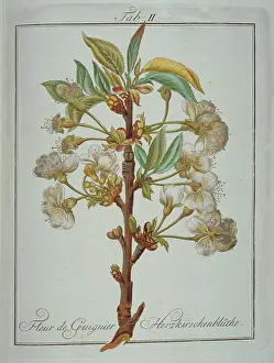Avium: Prunus avium, heart cherry flower