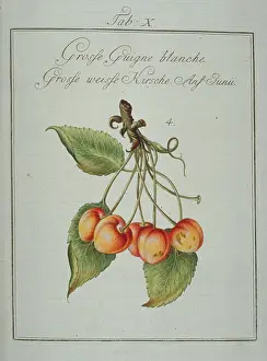 Avium: Prunus avium, large whiteheart cherry