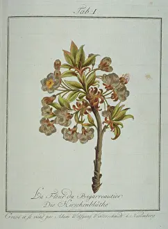 Avium: Prunus avium, whiteheart cherry flower